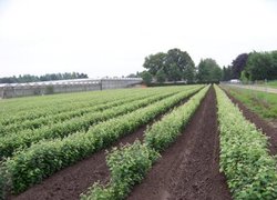 Айва Елін - морозостійка карликова підщепа груші в фірмі Fleuren